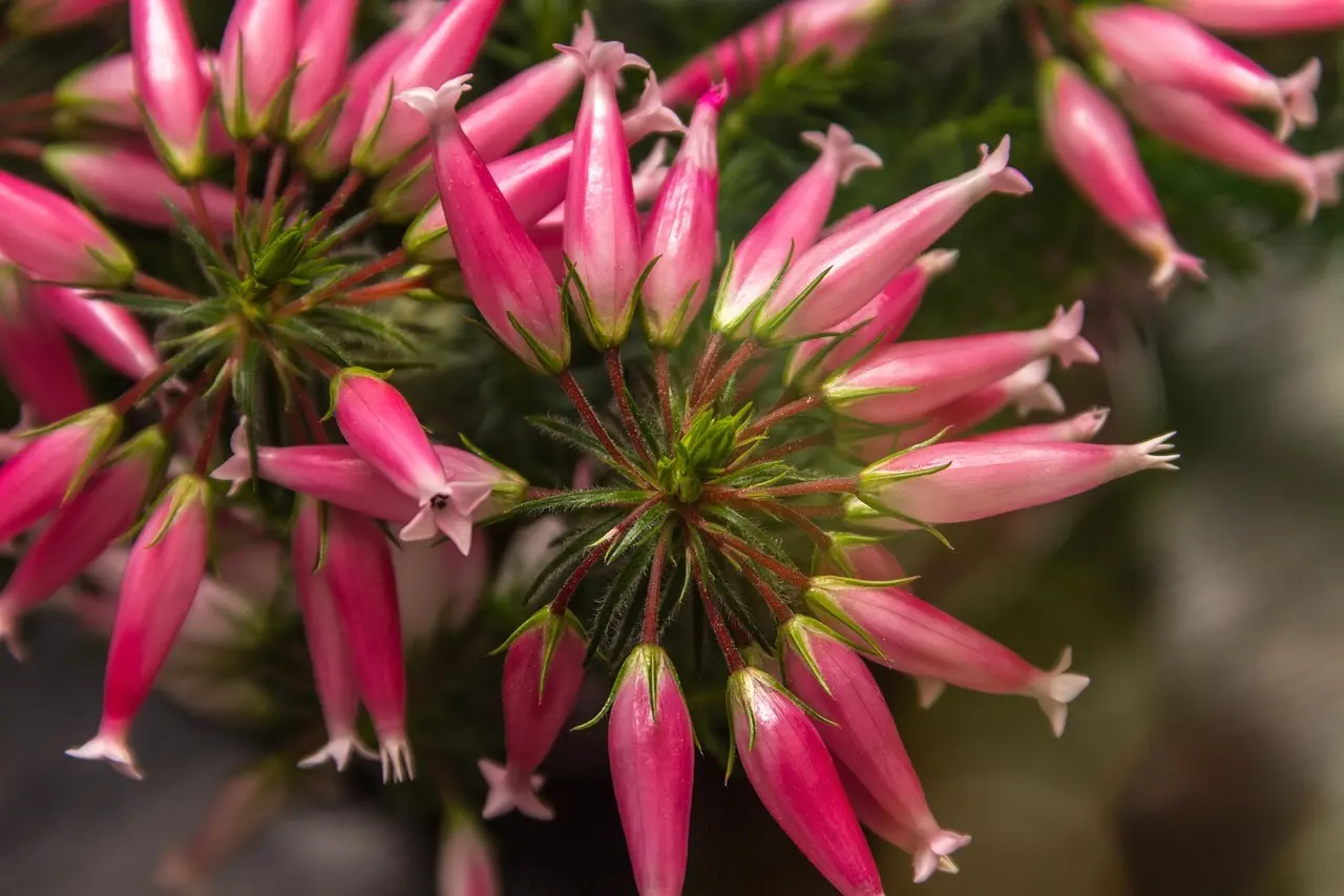 Fra altan til oase: Sådan skaber du en frodig altanhave året rundt