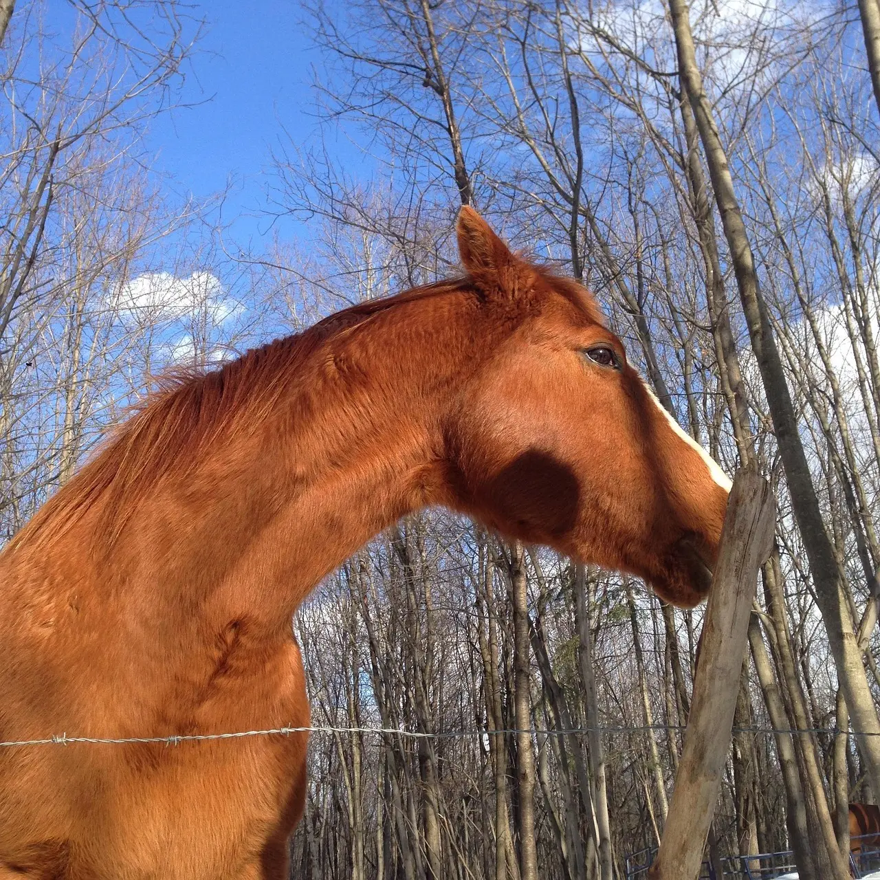 Hjemmeyoga uden udstyr: 7 stræk der løsner nakke og ryg efter hjemmearbejde